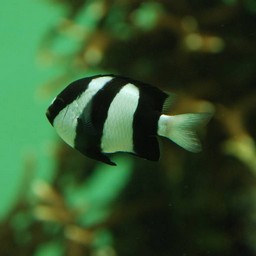 魚