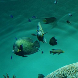 魚
