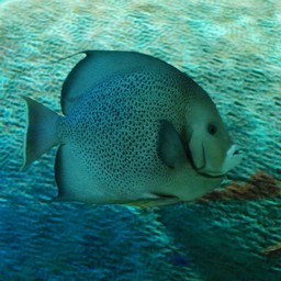 魚