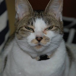 猫・小太郎