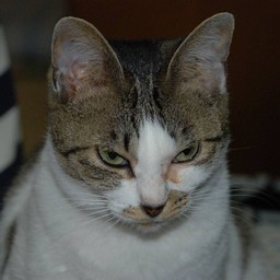 猫・小太郎