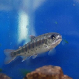 魚