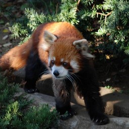 レッサーパンダ