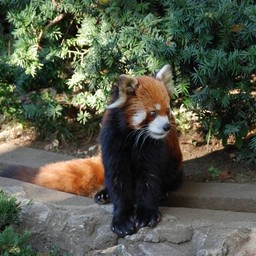 レッサーパンダ