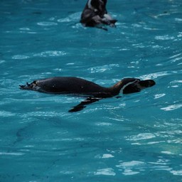 ペンギン