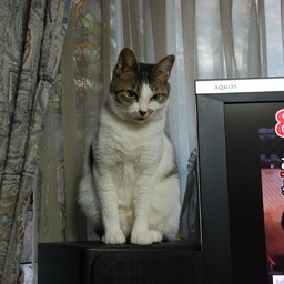 猫・小太郎