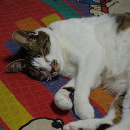 猫・小太郎