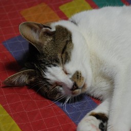 猫・小太郎