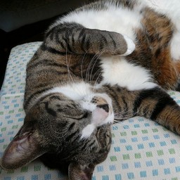 猫・ミイ