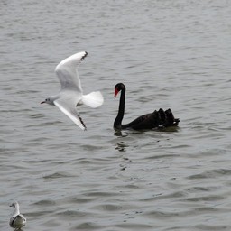 黒鳥とカモメ