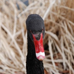 黒鳥
