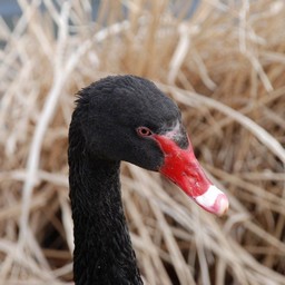 黒鳥
