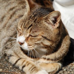 猫