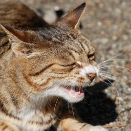 猫