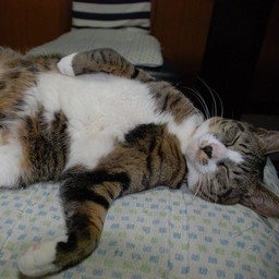 猫・ミー