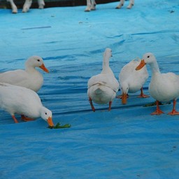 アヒル