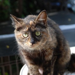 猫・ナツ