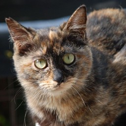 猫・ナツ