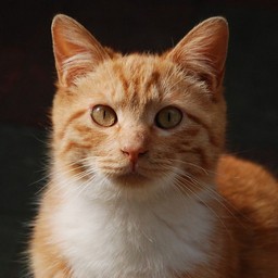 猫・茶