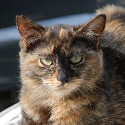 猫・ナツ