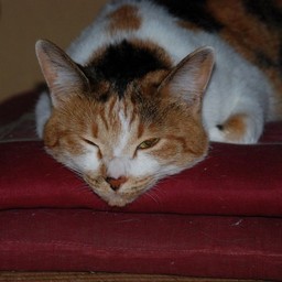 猫・シー