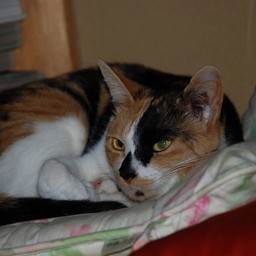 猫・ラム