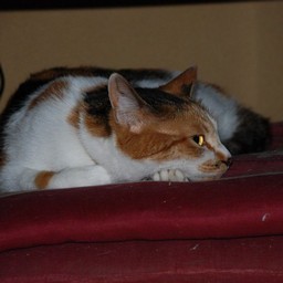 猫・シー