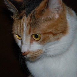 猫・シー