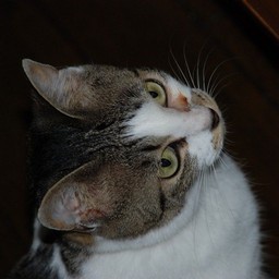 猫・小太郎