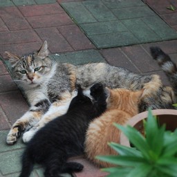 猫・茶太子の子2