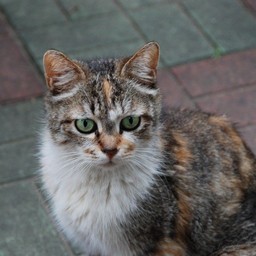 猫・茶太子