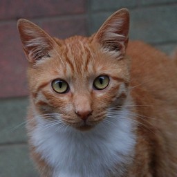 猫・茶