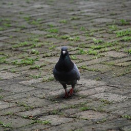 鳩