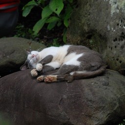 猫(江の島)