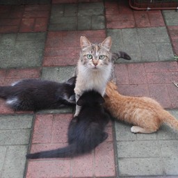 猫・茶太子と子