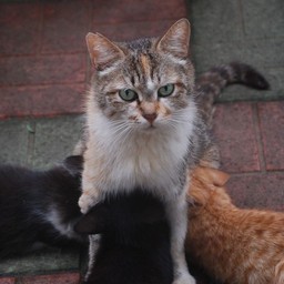 猫・茶太子と子