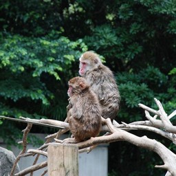 ニホンザル