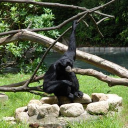 フクロテナガザル