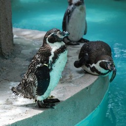 ペンギン