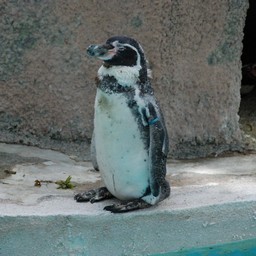 ペンギン