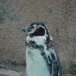 ペンギン