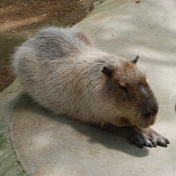 カピバラ