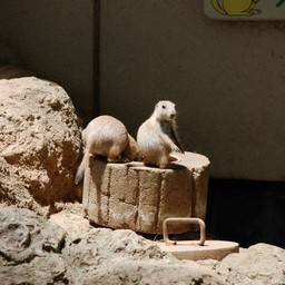 プレーリードック