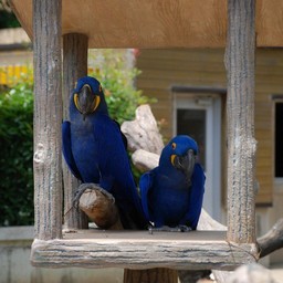 コンゴウインコ