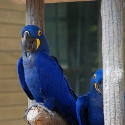 コンゴウインコ