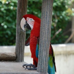 コンゴウインコ