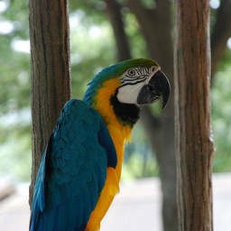 コンゴウインコ