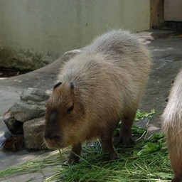 カピバラ