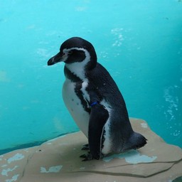 ペンギン