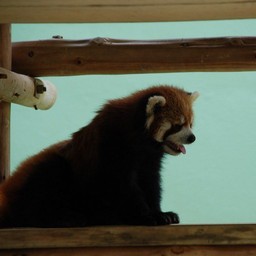 レッサーパンダ
